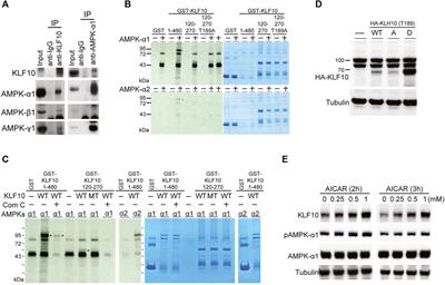 Therapeutic Targeting of Nonalcoholic Fatty Liver Disease by Downregulating SREBP-1C Expression via AMPK-KLF10 Axis